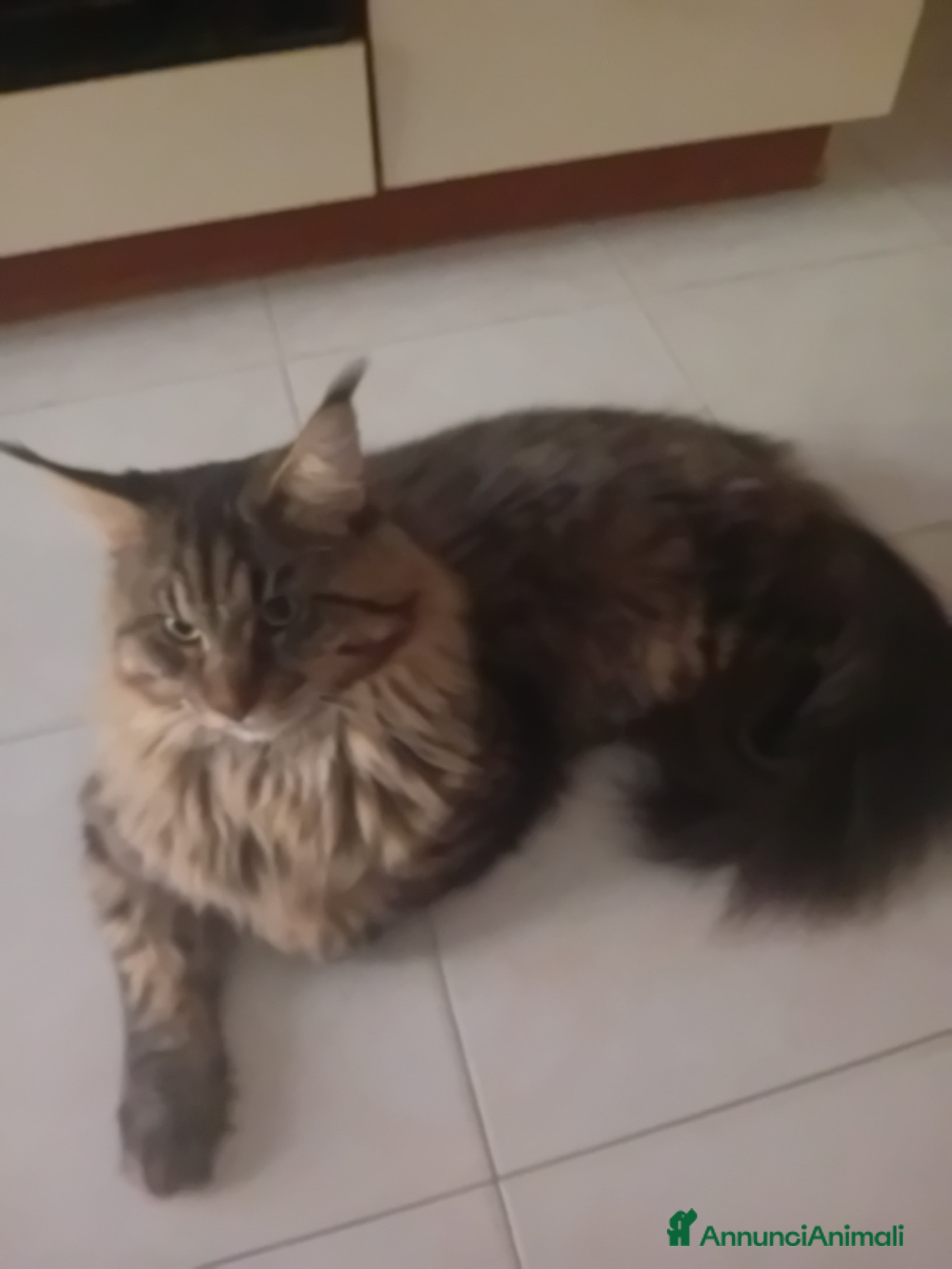 Maine Coon gatti Мальчик Майн Кун 11 месяцев ищет семью.  - Annuncio 2