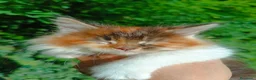 Maine Coon gatti in vendita: Cuccioli Maine Coon pedigree alta genealogia  - Annuncio 2