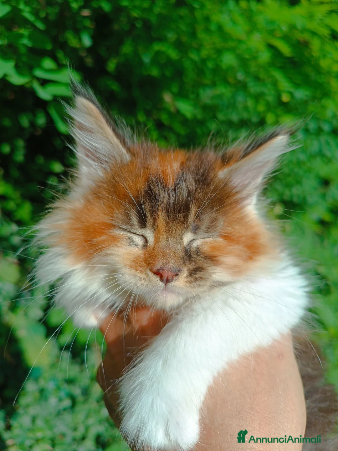 Maine Coon gatti in vendita: Cuccioli Maine Coon pedigree alta genealogia  - Annuncio 2