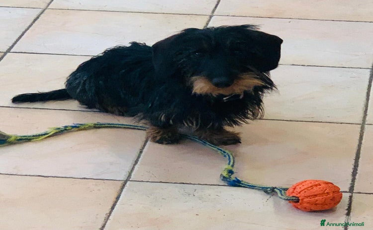 Bassotto cani a Provincia di Pavia - Annuncio 4