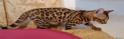 Bengala gatti in vendita: Bengala cuccioli con pedegree a Provincia di Treviso - Annuncio 5