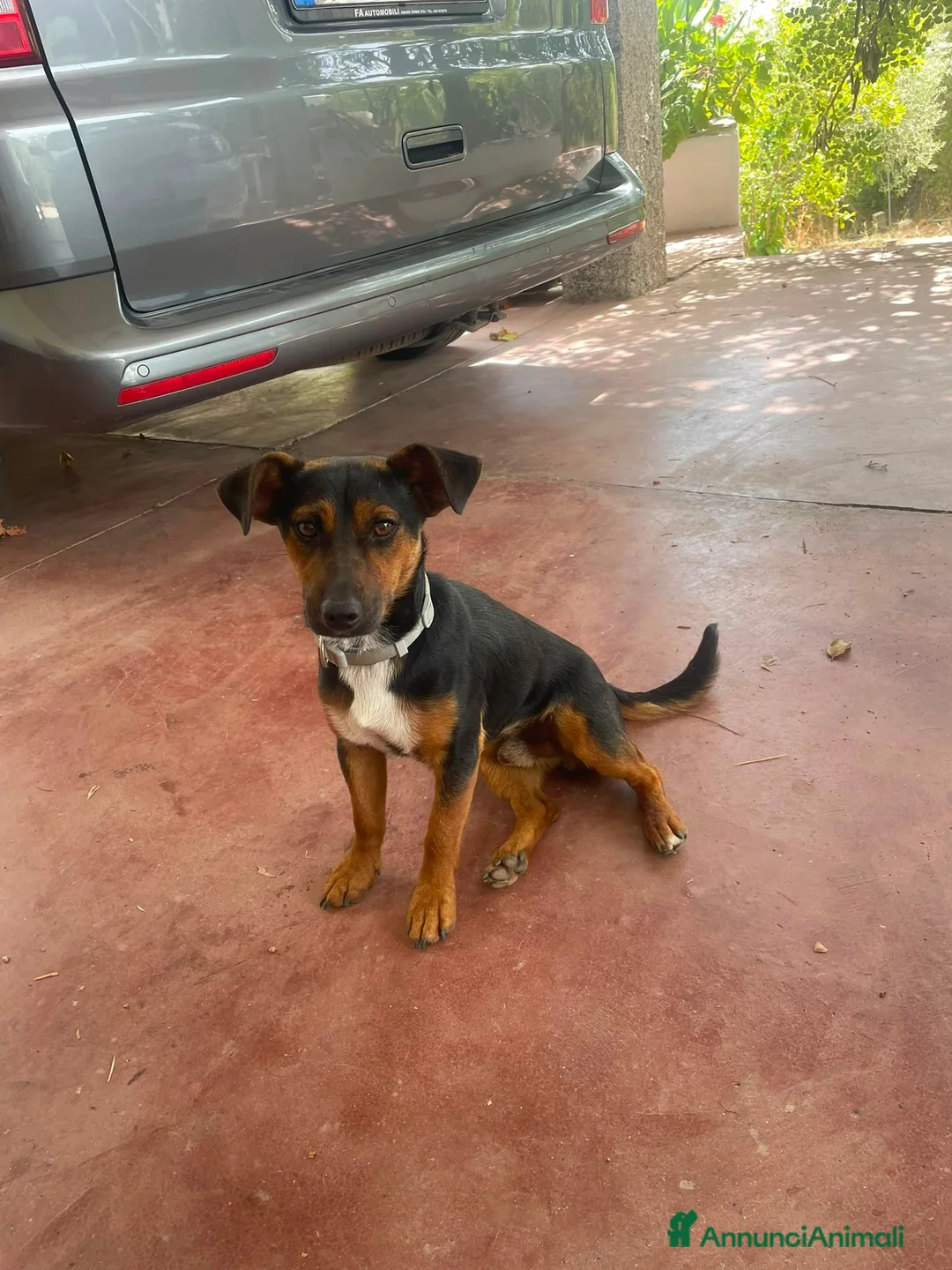 Meticcio cani in regalo: 2fratelli 1anno kg5 SOS CASA GIARDINO,SARDEGNA URG - Annuncio 7