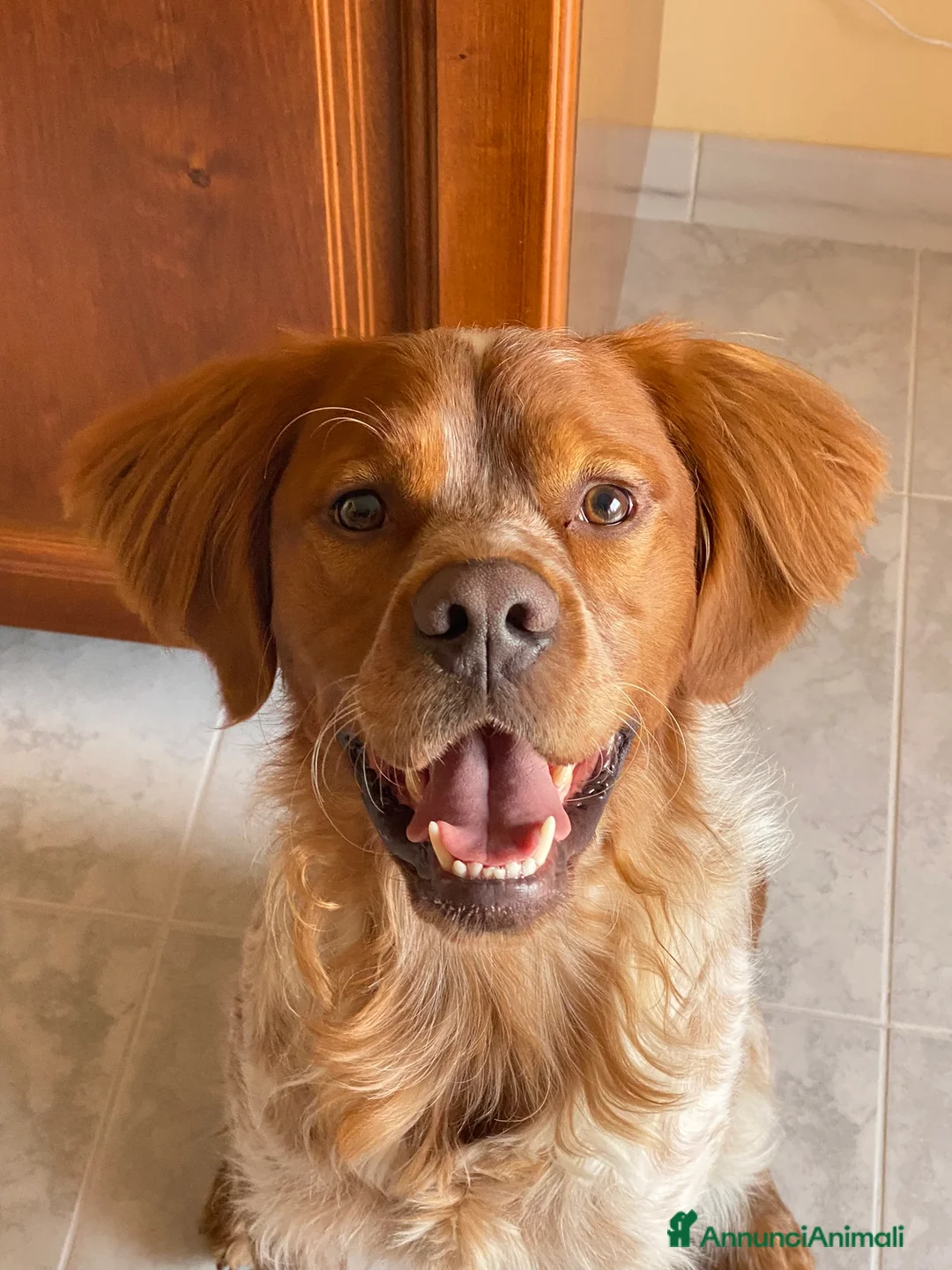 Breton cani per accoppiamento: ACCOPPIAMENTO a Provincia di Taranto - Annuncio 3