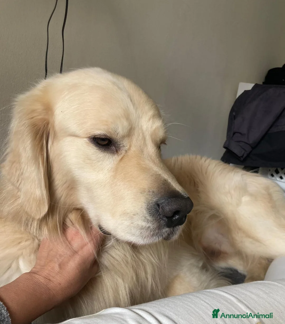 Golden Retriever cani per accoppiamento: YAGO  - Annuncio 5