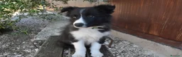 Border Collie cani in vendita: Cuccioli di border collie ( bordercollie) - Annuncio 8