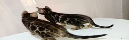 Bengala gatti in vendita: Cuccioli di Bengala disponibili  - Annuncio 14