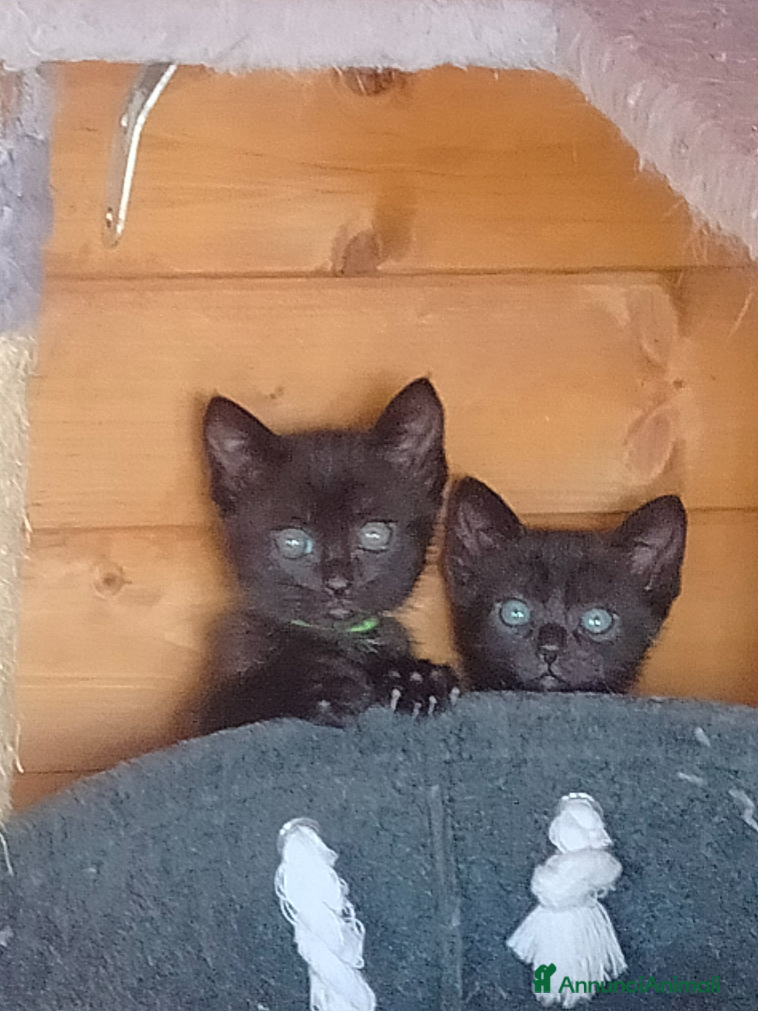 Meticcio gatti Gattine - Annuncio 13