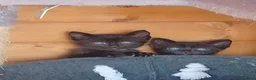 Meticcio gatti in vendita: Gattine - Annuncio 1