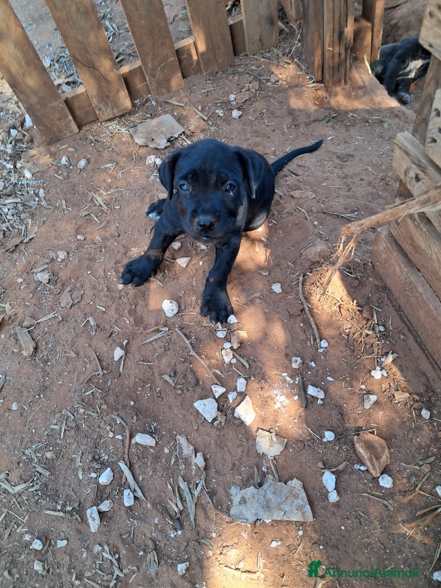 Cane Corso cani  CUCCIOLI DI CANE CORSO - Annuncio 1