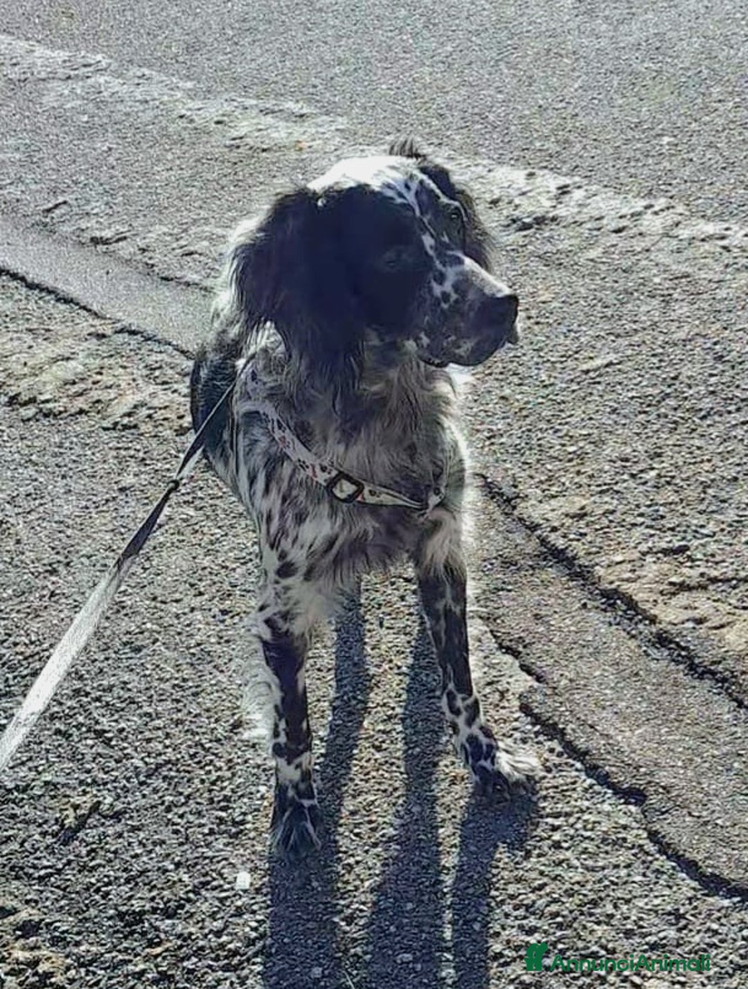 Setter Inglese cani in regalo: UNA FAMIGLIA PER PERLA - Immagine 3