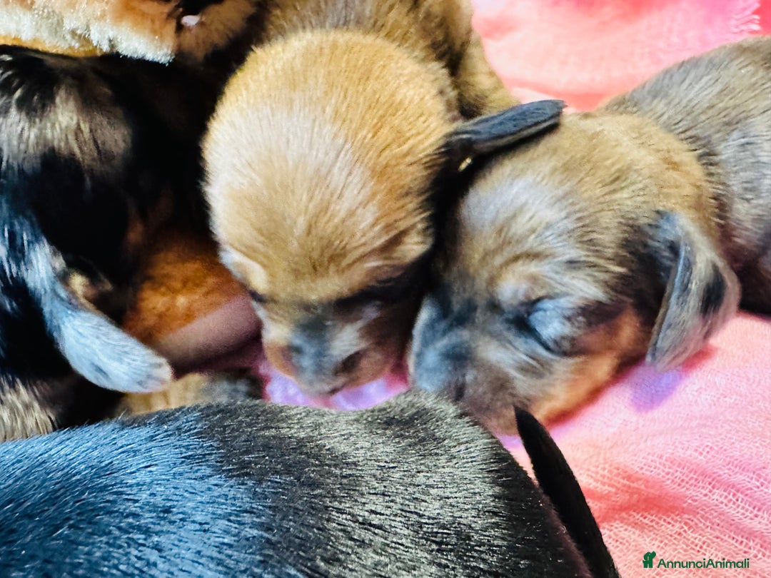 Bassotto cani in vendita: Bassotto Tedesco kaninchen/nano pedigree Enci - Annuncio 6