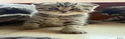 British gatti in vendita: British shorthair  - Annuncio 8