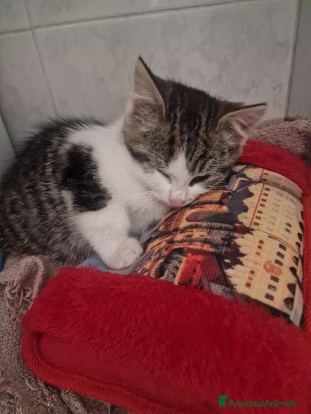 Europeo gatti in regalo: Gattina - Annuncio 4