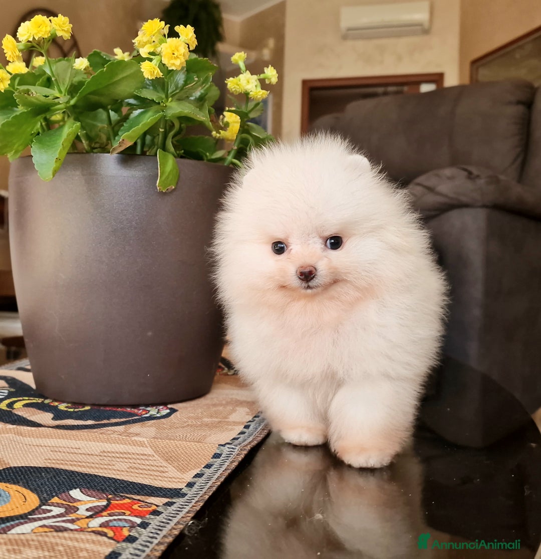 Spitz cani in vendita: Spitz tedesco NANO ( POMERANIA  ) a Provincia di Monza e della Brianza - Annuncio 16