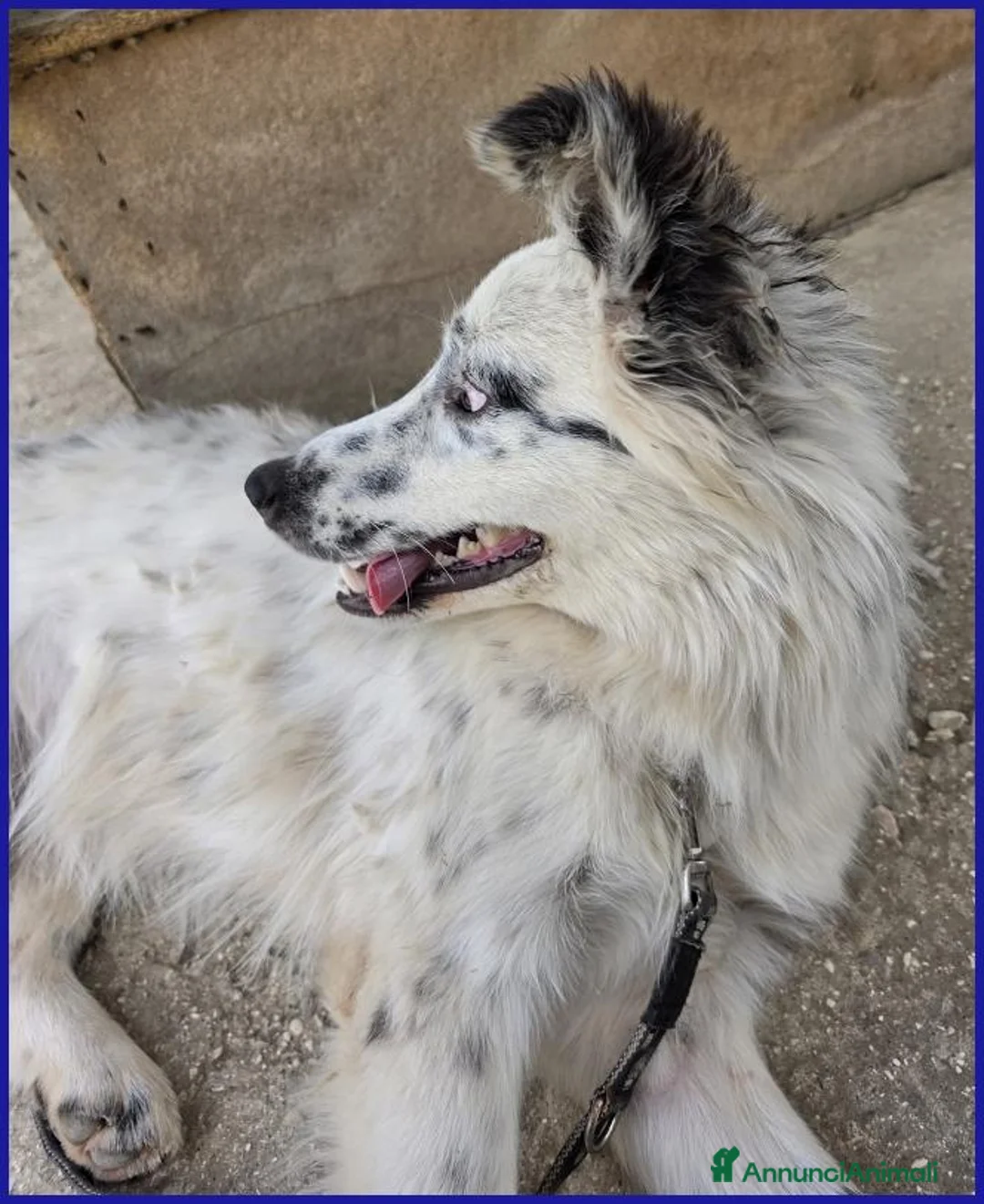 Border Collie cani in regalo: NOVELLO CUCCIOLONE 1 ANNO SIMIL BORDER, MERAVIGLIA - Annuncio 2