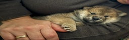Shiba Inu cani in vendita: Cuccioli di Shiba Inu con genitori testati - Annuncio 13