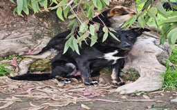 Meticcio cani in regalo: Carlo: 1 anno e mezzo, socievole, timido, dolce a Città Metropolitana di Genova - Immagine 22