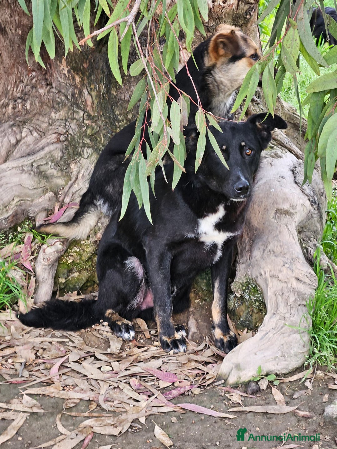Meticcio cani in regalo: Carlo: 1 anno e mezzo, socievole, timido, dolce a Città Metropolitana di Genova - Immagine 22