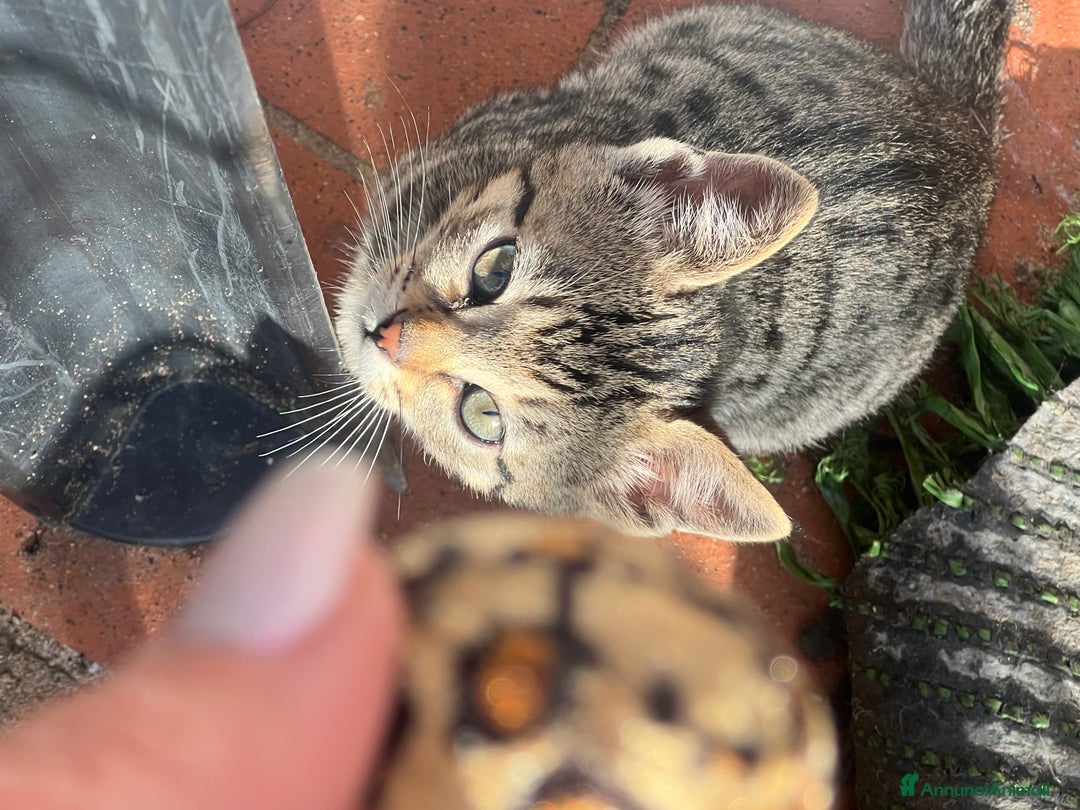 Savannah gatti in vendita: Cucciola di Savannah F5 - Annuncio 8