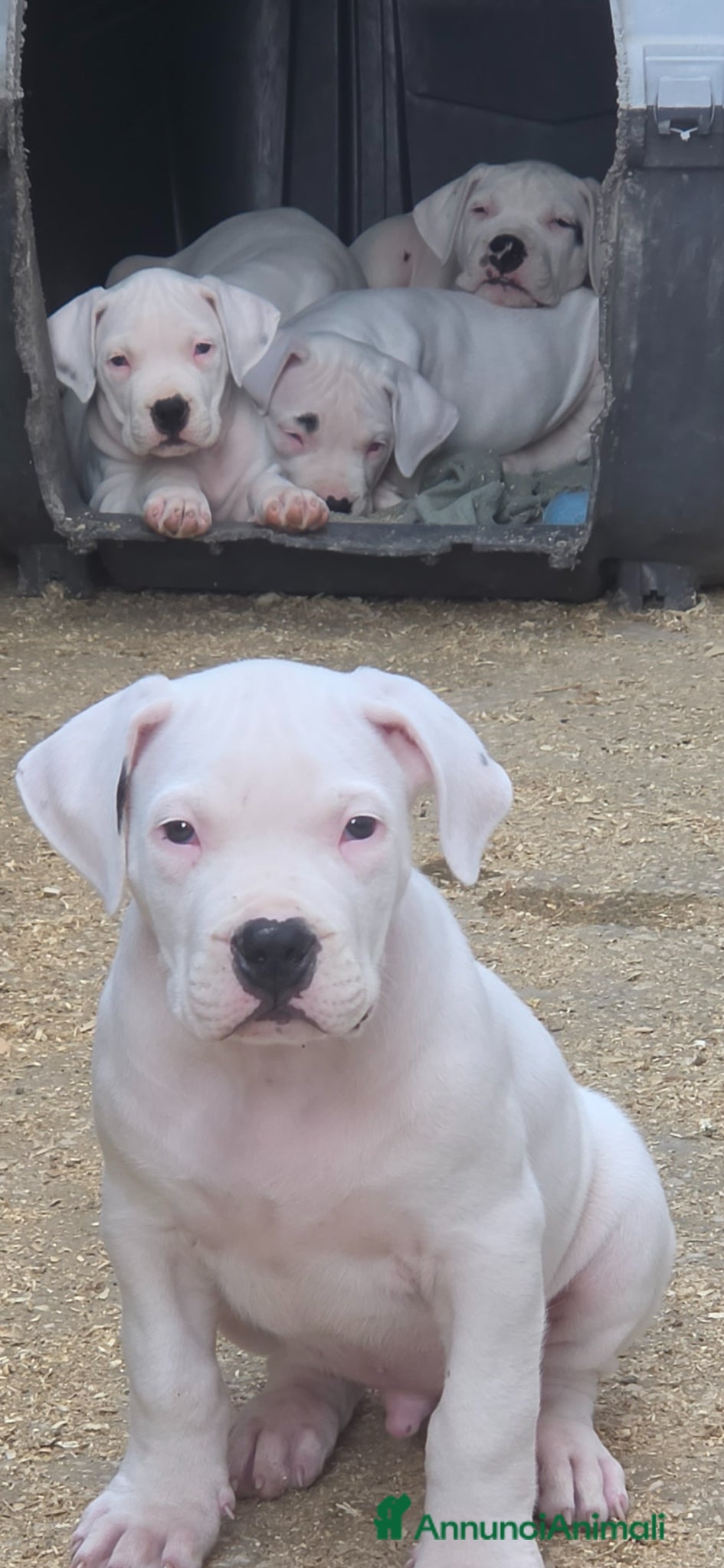 Dogo Argentino cani in vendita: Cuccioli di dogo argentino - Annuncio 1