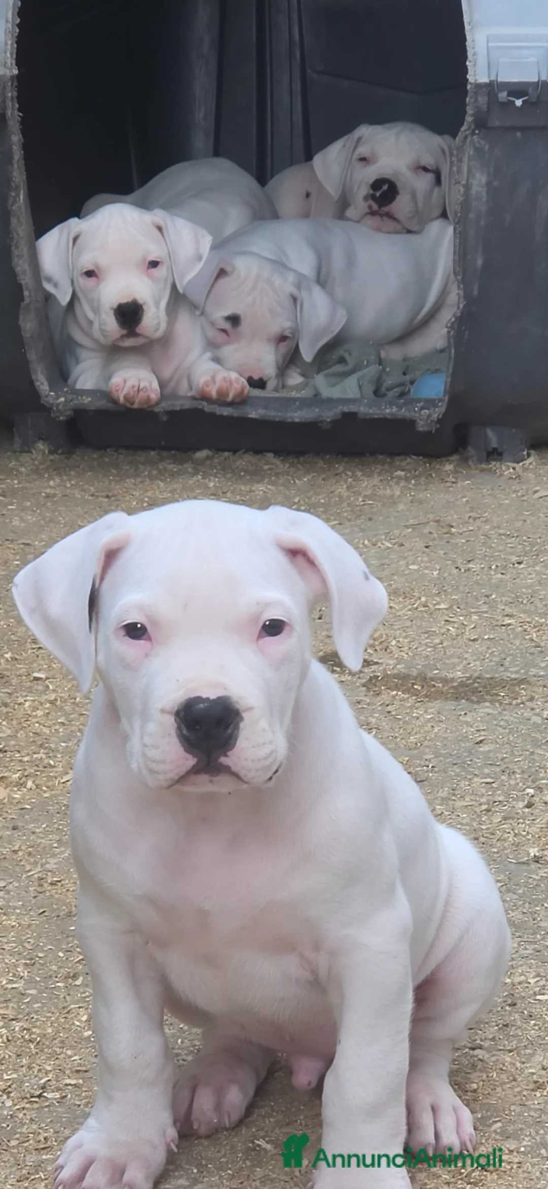 Dogo Argentino cani in vendita: Cuccioli di dogo argentino - Annuncio 1