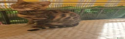 Bengala gatti in vendita: Cucciola Bengala  - Annuncio 4