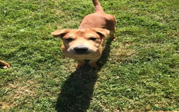 Shar Pei cani in regalo: Cuccioli mix Shar Pei a Provincia di Latina - Immagine 5