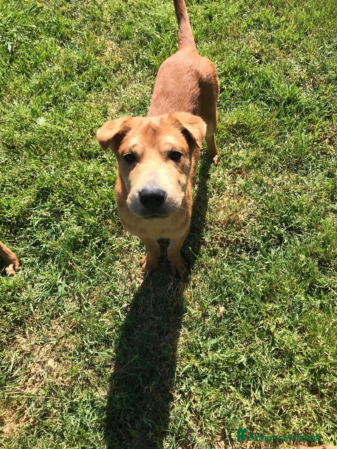 Shar Pei cani in regalo: Cuccioli mix Shar Pei a Provincia di Latina - Immagine 5