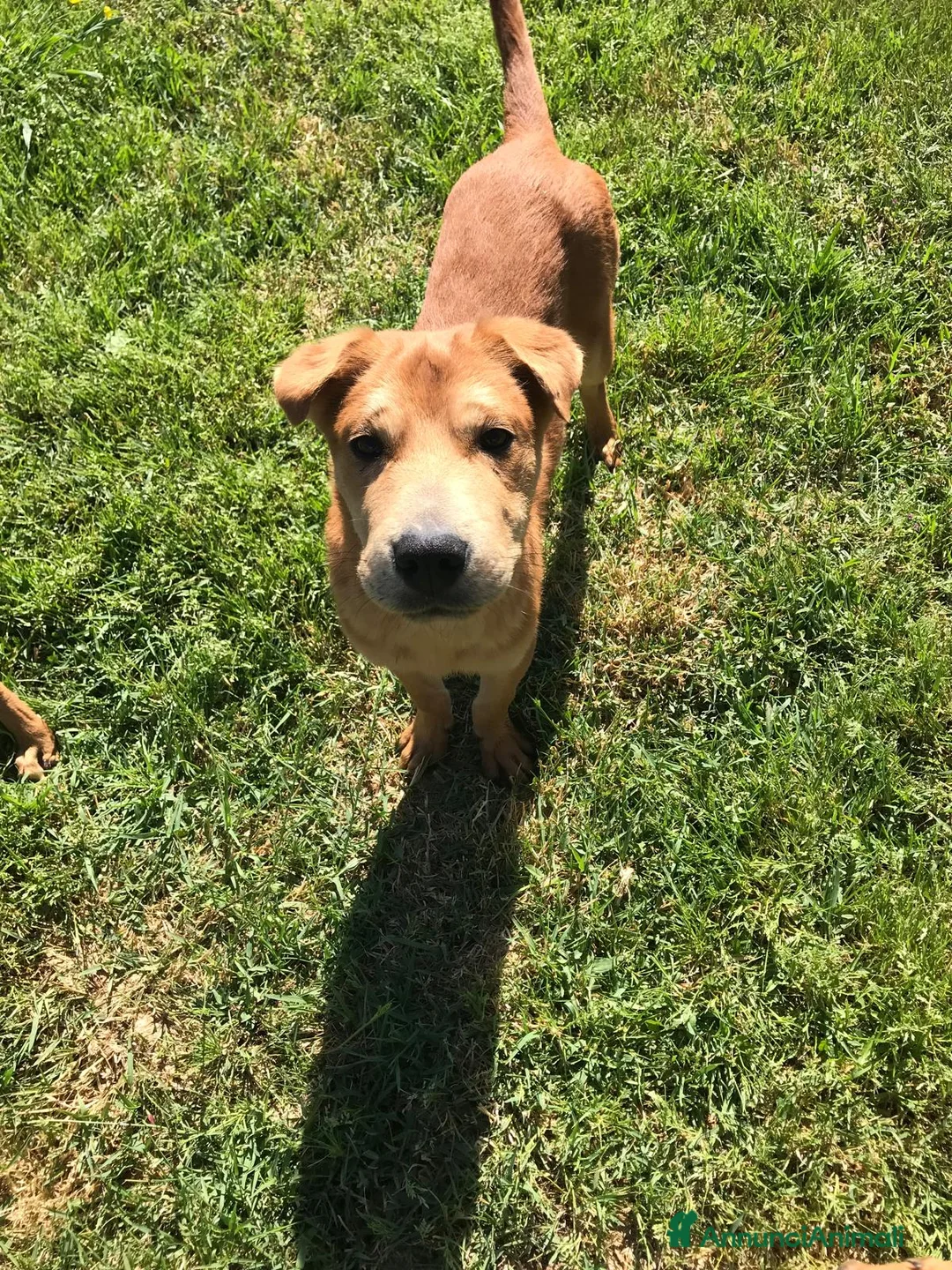 Shar Pei cani in regalo: Cuccioli mix Shar Pei a Provincia di Latina - Annuncio 5