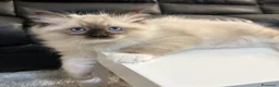 Ragdoll gatti in vendita: Bellissimi cuccioli di Ragdoll - Annuncio 4