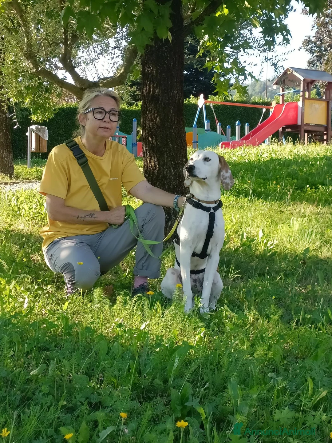 Meticcio cani in regalo: Pluto  - Annuncio 1