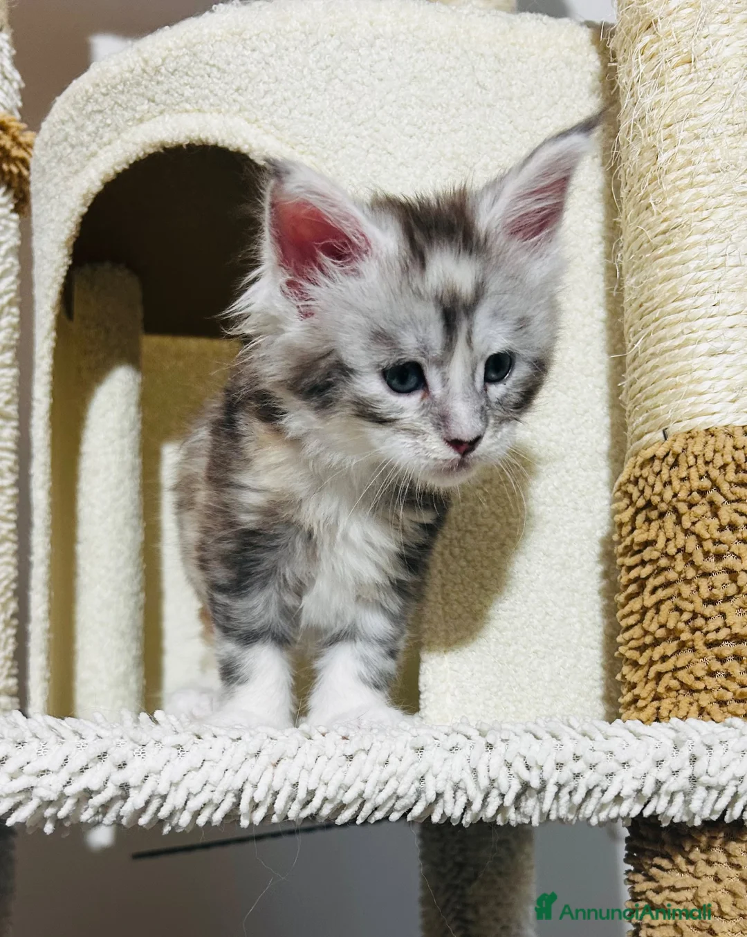 Maine Coon gatti in vendita: Maine coon con pedigree  - Annuncio 2