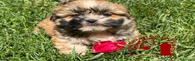 Maltipoo 2