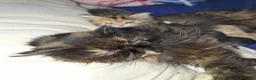 Persiano gatti in vendita: Persiana ipertipica con pedigree - Annuncio 11