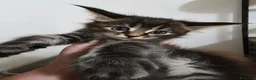 Maine Coon gatti in vendita: Cuccioli di maine coon rossi, neri, marroni  - Annuncio 5