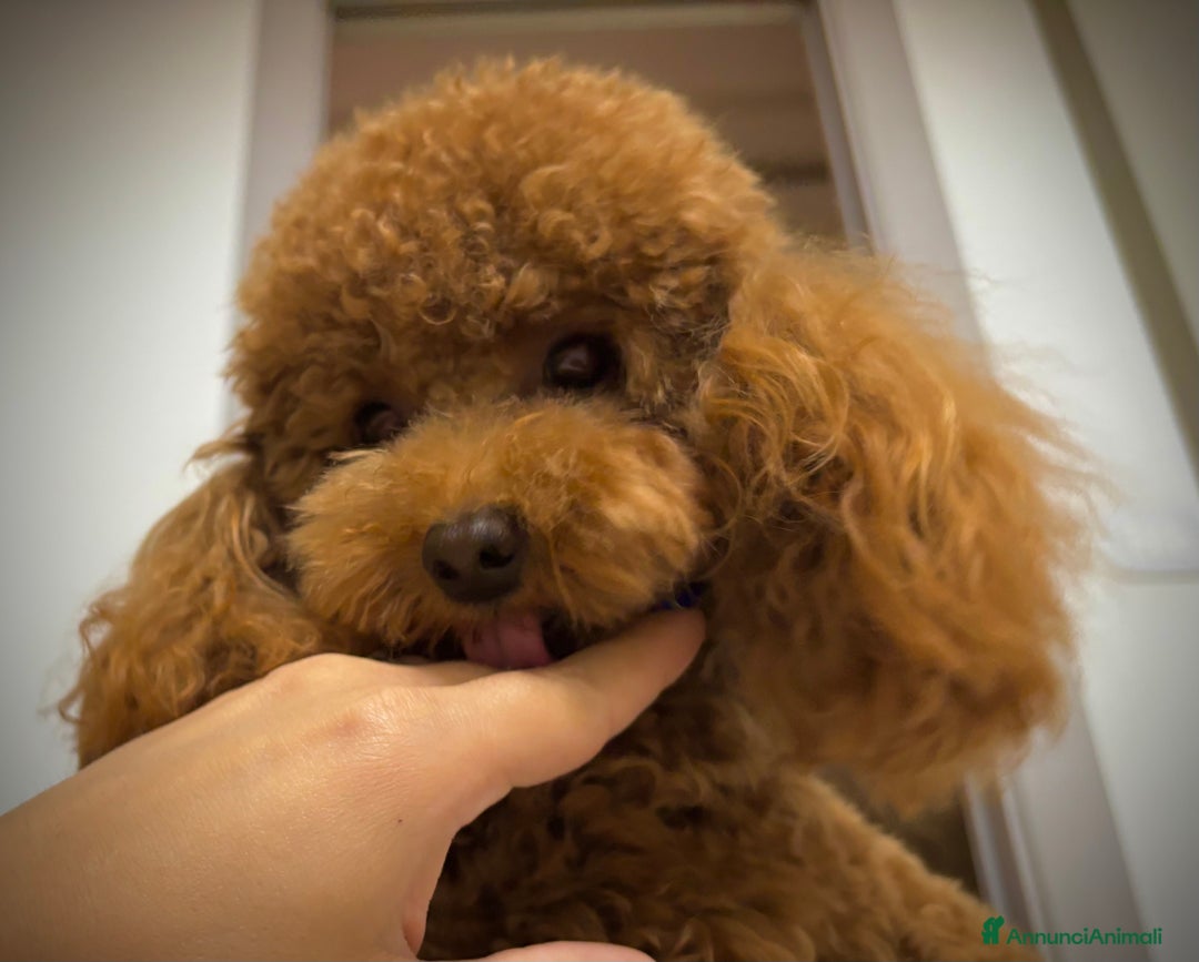 Barboncino Toy cani per accoppiamento: Teddy  a Provincia di Foggia - Immagine 4