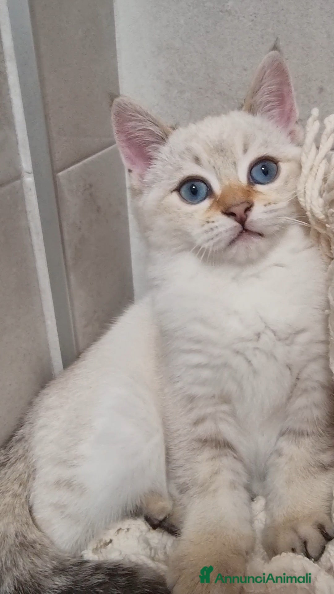 Bengala gatti in vendita: Incrocio Scottish/Bengala  - Annuncio 7