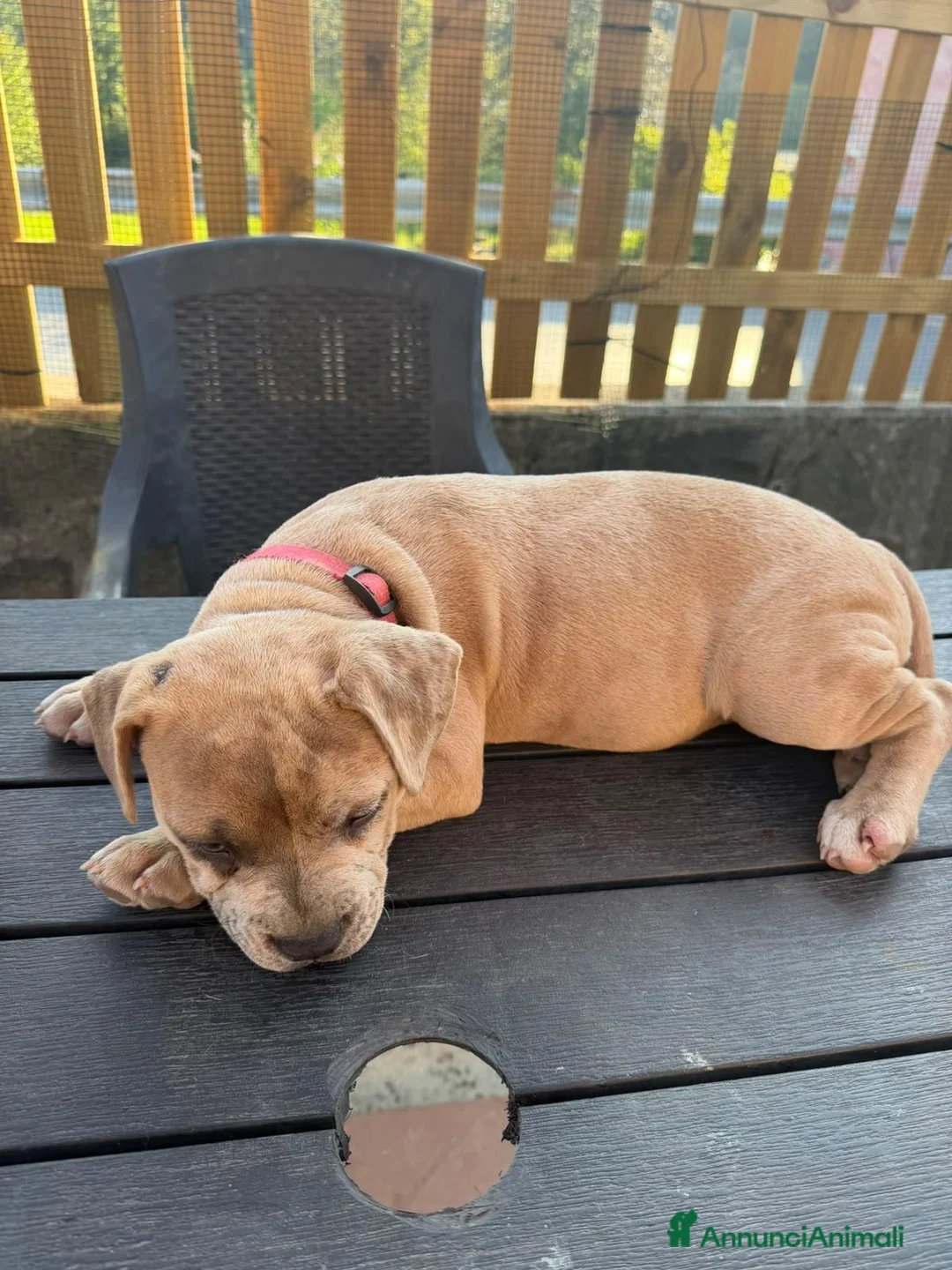 Meticcio cani in vendita: Franchie staff a Provincia di Bergamo - Annuncio 2
