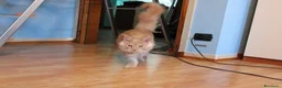 Maine Coon gatti in vendita: torna disponibile maine coon cucciolo  - Annuncio 3