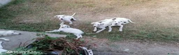 Pastore Abbruzzese Maremmano cani in regalo: regalo cucciolo di maremmano  a Provincia di Nuoro - Annuncio 7