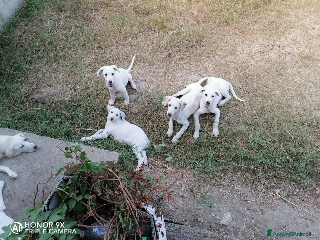Pastore Abbruzzese Maremmano cani in regalo: regalo cucciolo di maremmano  a Provincia di Nuoro - Annuncio 7