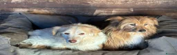 Meticcio cani in regalo: Luna e Toby dolci cagnolini in adozione a Latina - Annuncio 2