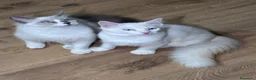 Ragdoll gatti in vendita: Ragdoll - Annuncio 4
