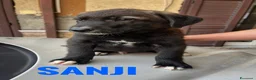 Meticcio cani in regalo: Sanji  - Annuncio 5