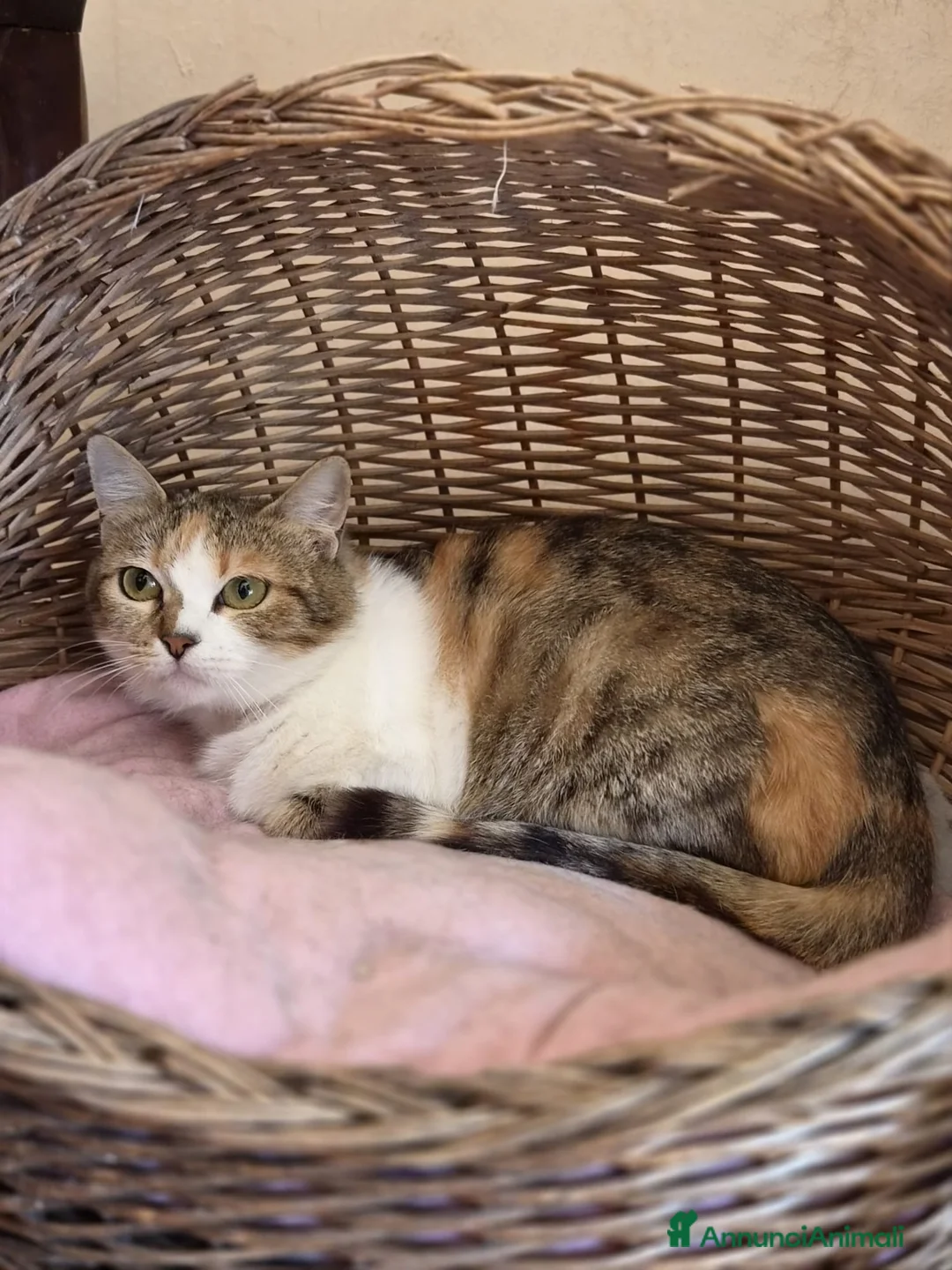 Europeo gatti in regalo: Deliziosa micetta Cocotina  - Annuncio 7