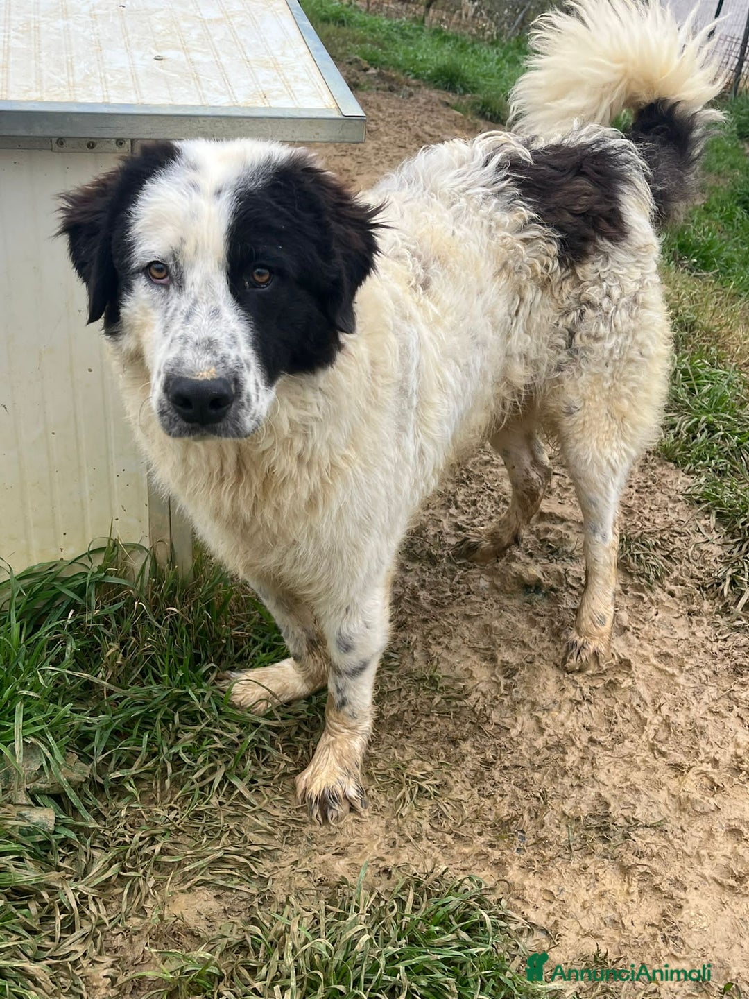 Altre razze cani in regalo: zampa  - Annuncio 3