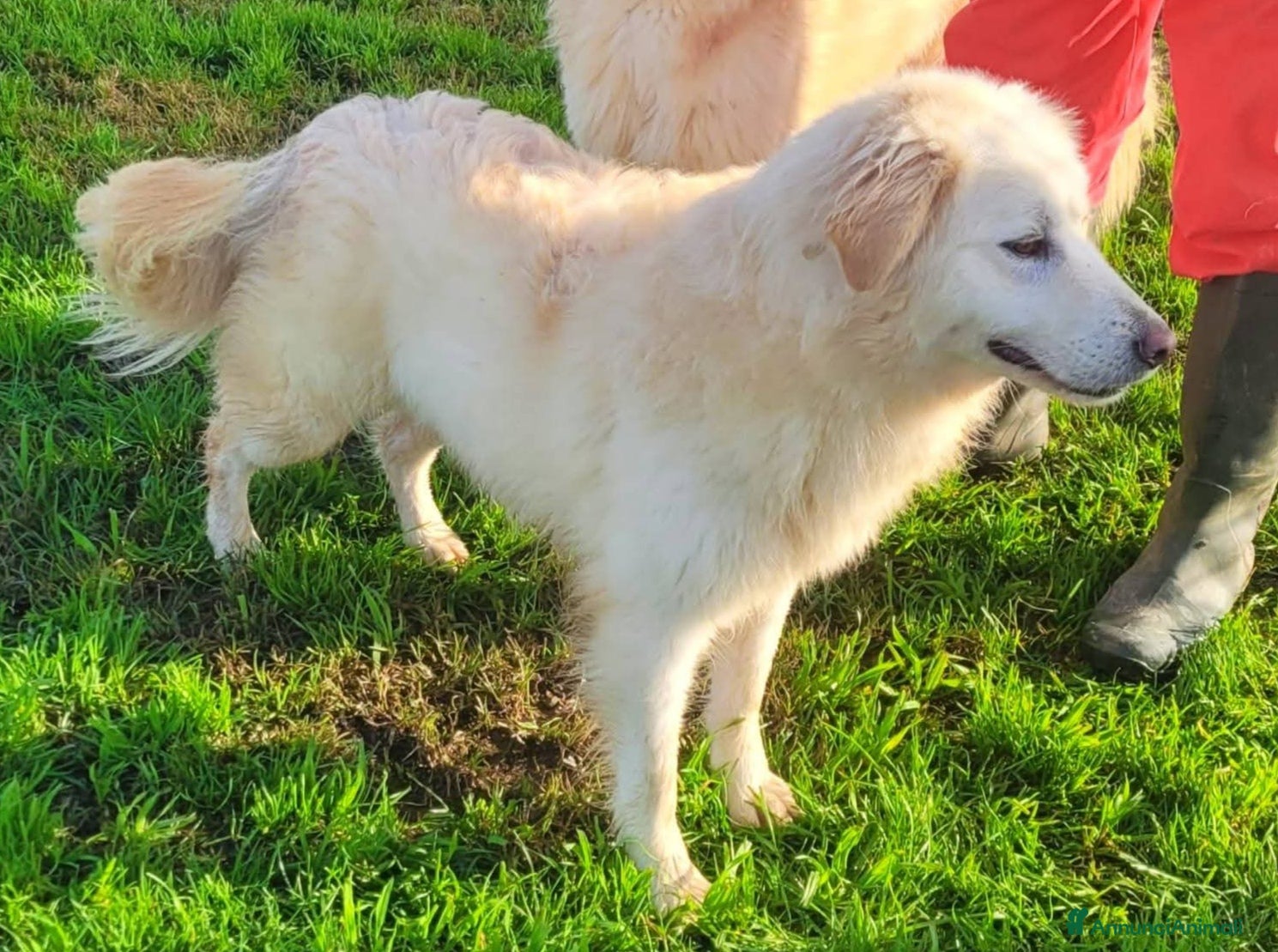 Pastore Maremmano cani Lucilla, cucciolona di pastore maremmano  - Annuncio 2