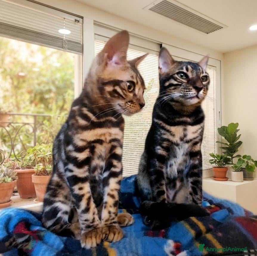 Bengala gatti Gatto Bengala Maschio Brown black Spotted  - Annuncio 2