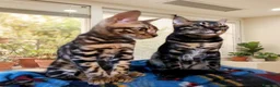 Bengala gatti in vendita: Gatto Bengala Maschio Brown black Spotted  - Annuncio 1