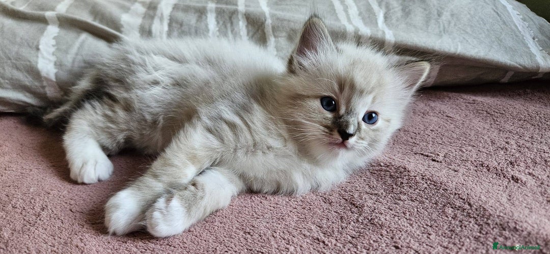 Ragdoll gatti in vendita: ANFI 2 cuccioli Ragodoll disponibili. Milano.. a Città metropolitana di Milano - Immagine 5